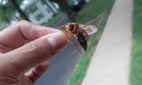 Bee Be Gone Testimonial